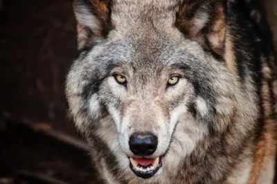 Пятьдесят оттенков серого волка: как вирус и половой отбор изменили окрас  хищника