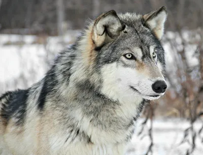 Есть ли у волков чувство страха? | Treazspeak | Дзен