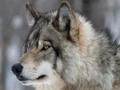 Картинки волков на аву - 78 фото