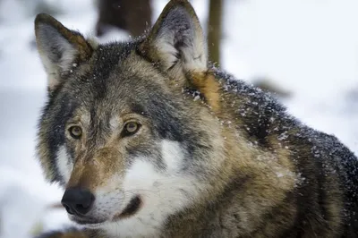 Число волков в лесах Латвии немного растет — охотники / Статья