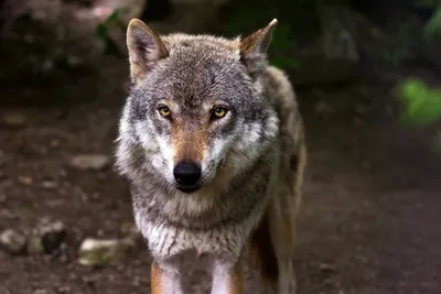 Европа переживает нашествие волков. И может поменять правила охоты - Delfi  RUS