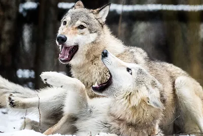 Зоолог объяснил страх россиян перед «нашествием волков» миграцией -  Газета.Ru