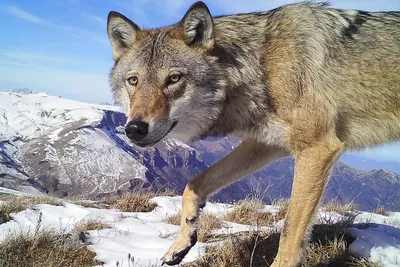 Растущим популяциям американских волков предрекли собачьи болезни и  конфликты с фермерами. Также ученые опасаются утраты общественного интереса  к охране волков