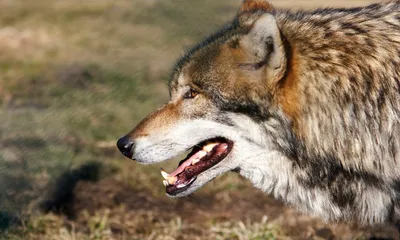 Алтайский учёный рассказал о том, как появились гибриды волков и собак