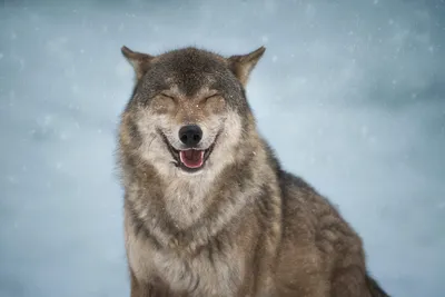 Волков бояться — из дома не выходить? С приходом зимы дикие звери снова  начали выходить к домам северян