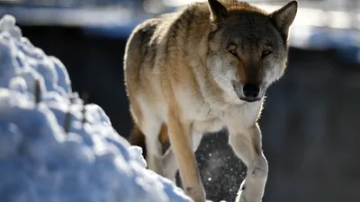 Более 16 тысяч волков и шакалов разрешили к отстрелу в Казахстане