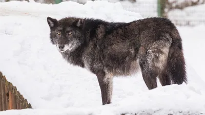 Урсула фон дер Ляйен поддержала возобновление охоты на волков — РБК