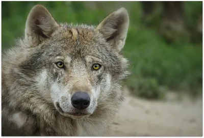 В Крыму готовятся к нашествию волков