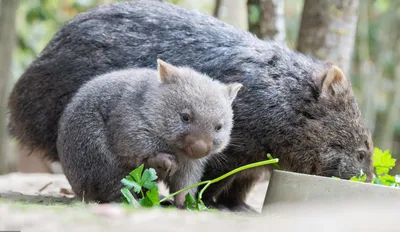 Удивительный зверек вомбат (описание, 12 фото) | Животные австралии, Самые  милые животные, Дикие животные
