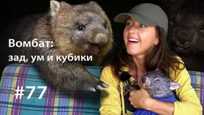 Вомбат имеет фекалии в форме кубиков - что известно о животном, фото |  Новости РБК Украина