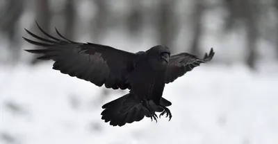 Ворон (Corvus corax). Подробное описание экспоната, аудиогид, интересные  факты. Официальный сайт Artefact