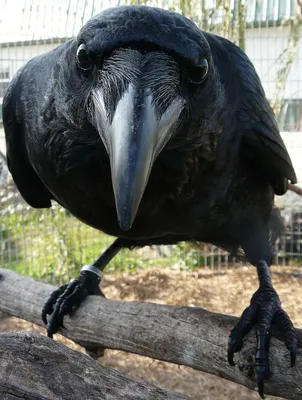 Ворон и ворона: как отличить этих птиц - подробное описание