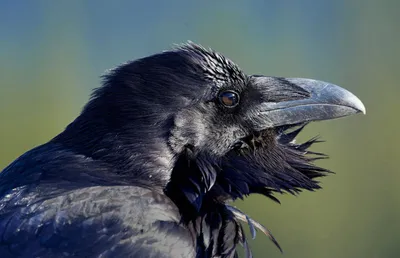 Серая ворона — Википедия