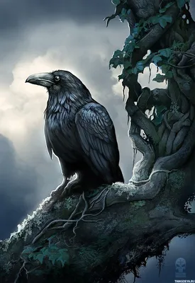 Ворон сидит на кривом стволе дерева — Картинки и аватары | Чёрный дрозд,  Ворон, Воронье искусство