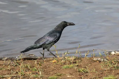 Жители Харьковской области жалуются, что птицы разносят мины - Status Quo