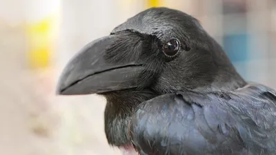 Ворона большеклювая (Corvus macrorhynchos)