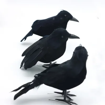 Ворон и ворона сидя на конце-вверх Brach Стоковое Фото - изображение  насчитывающей профиль, крыло: 86050940