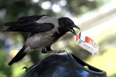Черный ворон крупным планом, наблюдение за птицами | Премиум Фото