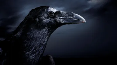 Чего боятся вороны, есть ли у них страх смерти. Как избавиться от ворон