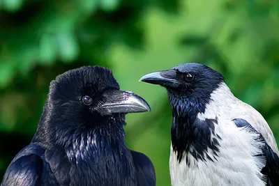 Чем ворон отличается от вороны: несколько интересных различий врановых птиц  | Пикабу