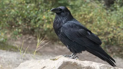 Почему серая ворона — не только умная, но и полезная птица | Приключения  натуралиста | Дзен