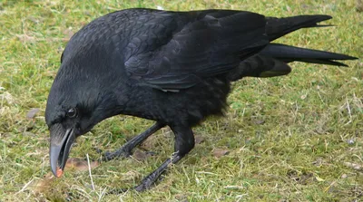 Вопрос на засыпку - ворон и ворона это одна птица или разные? | Комета  Земля | Дзен