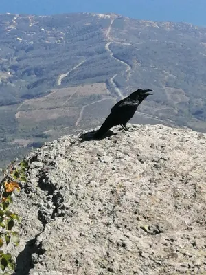Ворона большеклювая (Corvus macrorhynchos)