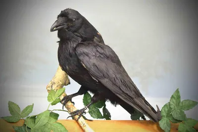 Ворона в Канаде научилась разговаривать и шокирует посетителей местного  леса - ForumDaily