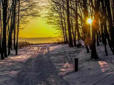 Восход солнца зимой в лесу» — создано в Шедевруме