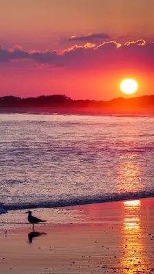 Обои пляж, закат, горизонт, послесвечение, восход солнца для iPhone 6, 6S,  7, 8 бесплатно, заставка 750x1334 - скачать картинки и фото | Закаты,  Натуральный, Обои