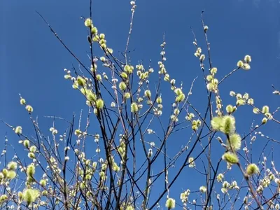 Пальм-воскресенье, весна стоковое изображение. изображение насчитывающей  пасха - 156737427
