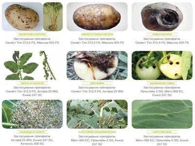 5 почвенных вредителей, которые лишают вас урожая картофеля | Вики Терра -  Сад и огород | Дзен
