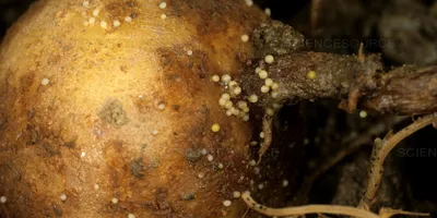 Враги урожая: как бороться с главными вредителями картофеля