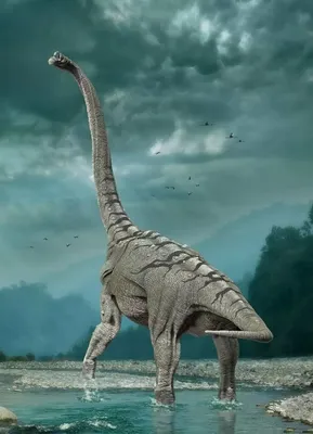 иллюстрации разных динозавров, тиранозавр диплодок динозавр апатозавр  Anchiceratops, все виды динозавров, животные, плотоядный, фауна png |  Klipartz