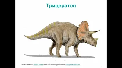 6 интересных потомков динозавров, которые живут на земле сегодня |  Динозаврикус | Дзен