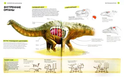 Картинки динозавров для детей. Игры, пазлы, фото, видео, кино, загадки,  раскраски с динозаврами и драконами. Различные виды динозав… | Динозавр,  Динозавры, Картинки