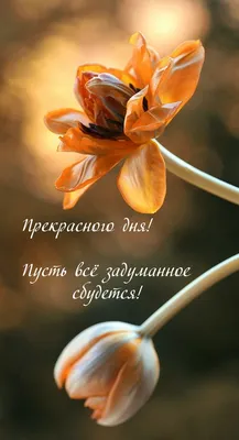 Открытка \"Пусть всё будет так, как ты захочешь!\" | Доставка цветов в  Кирове, закажи цветы по т. 20-61-20
