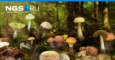 Как отличить ядовитый гриб от съедобного, как выглядит бледная поганка,  сатанинский гриб, желчный гриб - 3 сентября 2021 - НГС.ру