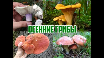 10 самых необычных грибов