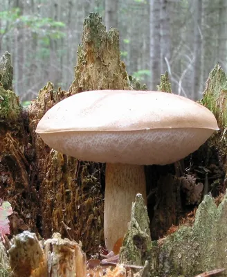Виды грибов – разные виды грибов на фото – ФотоКто