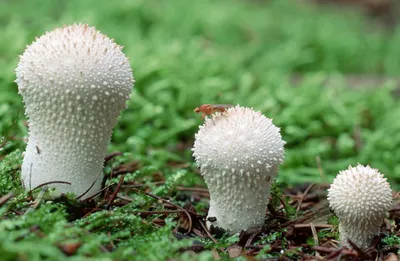 Галлюциногенные грибы — Википедия