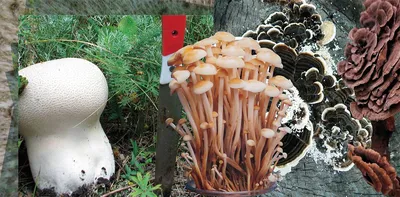 Как избежать отравления грибами. Опасные заблуждения