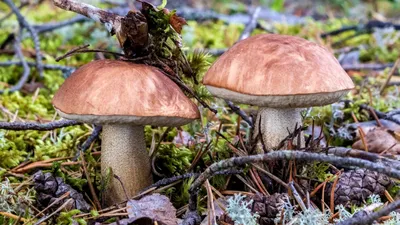 Самые дорогие грибы Литвы – цена может достигать 1000 литов - Delfi grynas
