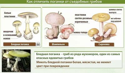 Как волшебные свойства грибов могут спасти человечество - BBC News Русская  служба