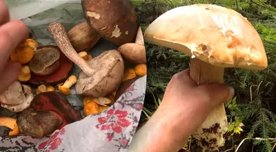 Где и как собирать грибы
