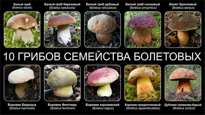 Исследуем все виды грибов белого цвета – познавательное путешествие в мир  мицелия | Поход лайфхак | Дзен