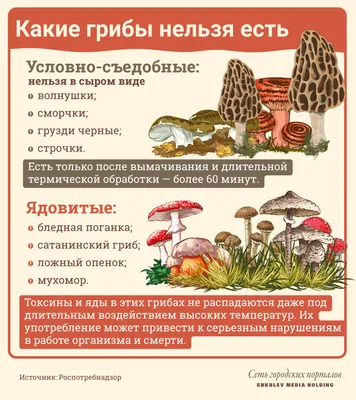 Сыроежки, дубовики, дрожалка оранжевая: на природных территориях Москвы  начался грибной фотосезон | ВКонтакте