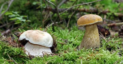 20 видов съедобных грибов: названия, фото, способы употребления - Алатау