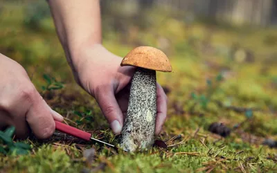 Миколог Вишневский рассказал, для чего нужно знать все ядовитые виды грибов  - Лента новостей Крыма