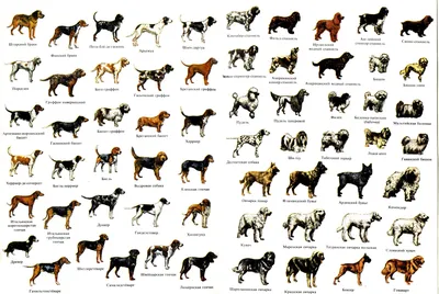 Обзор всех пород собак, утвержденных ФЦИ | Породы собак, Самая большая  собака, Собаки